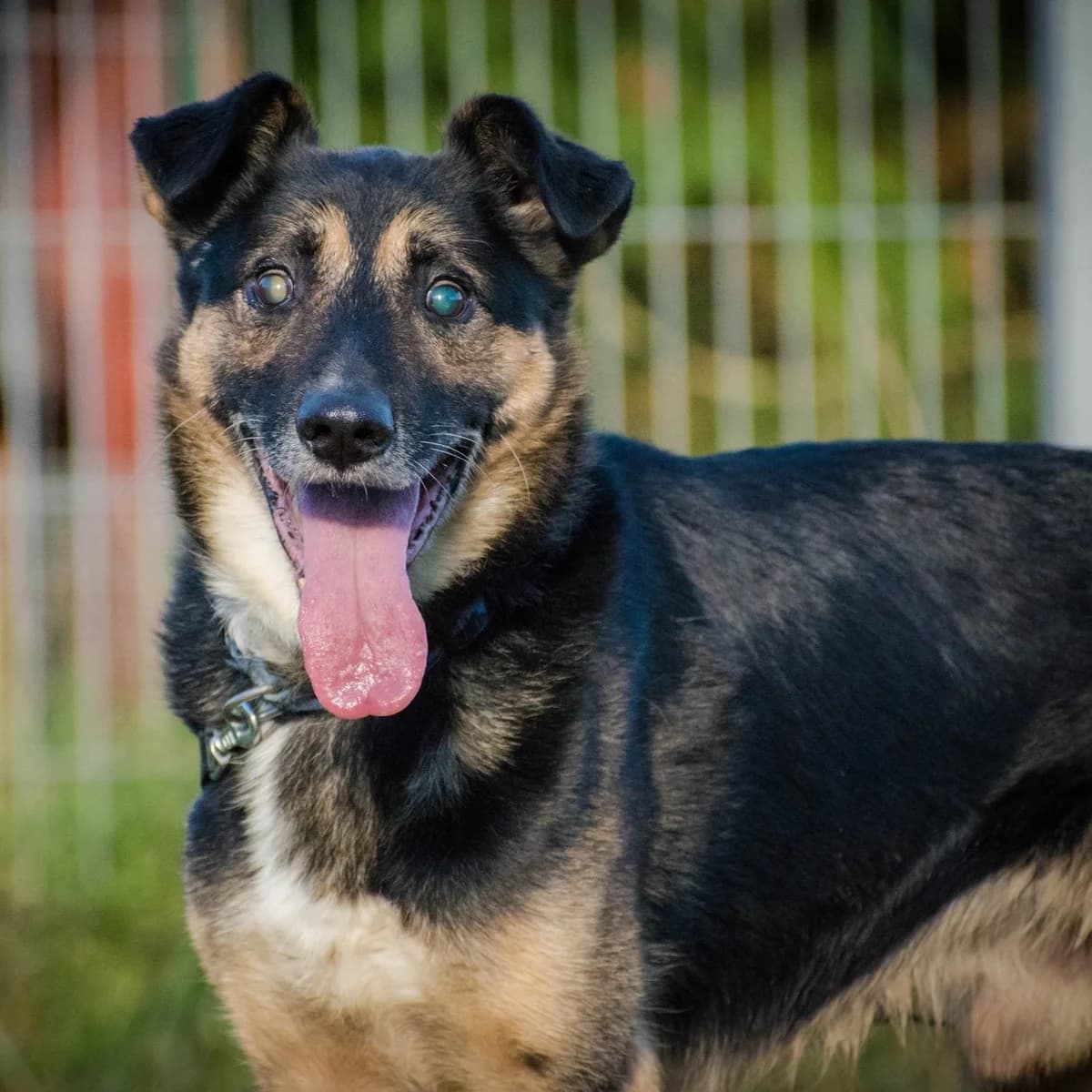 ZENEK, male 5yo mixed breed for adoption at OTOZ Animals — Schronisko w Tczewie