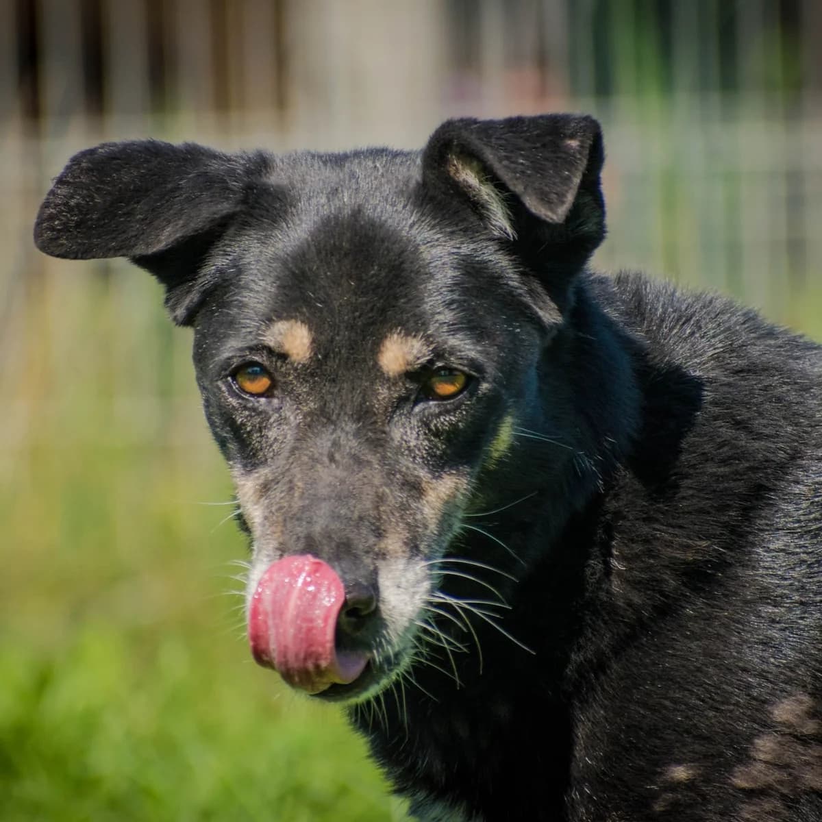 KATTIE, czarny female mixed breed for adoption at OTOZ Animals — Schronisko w Tczewie