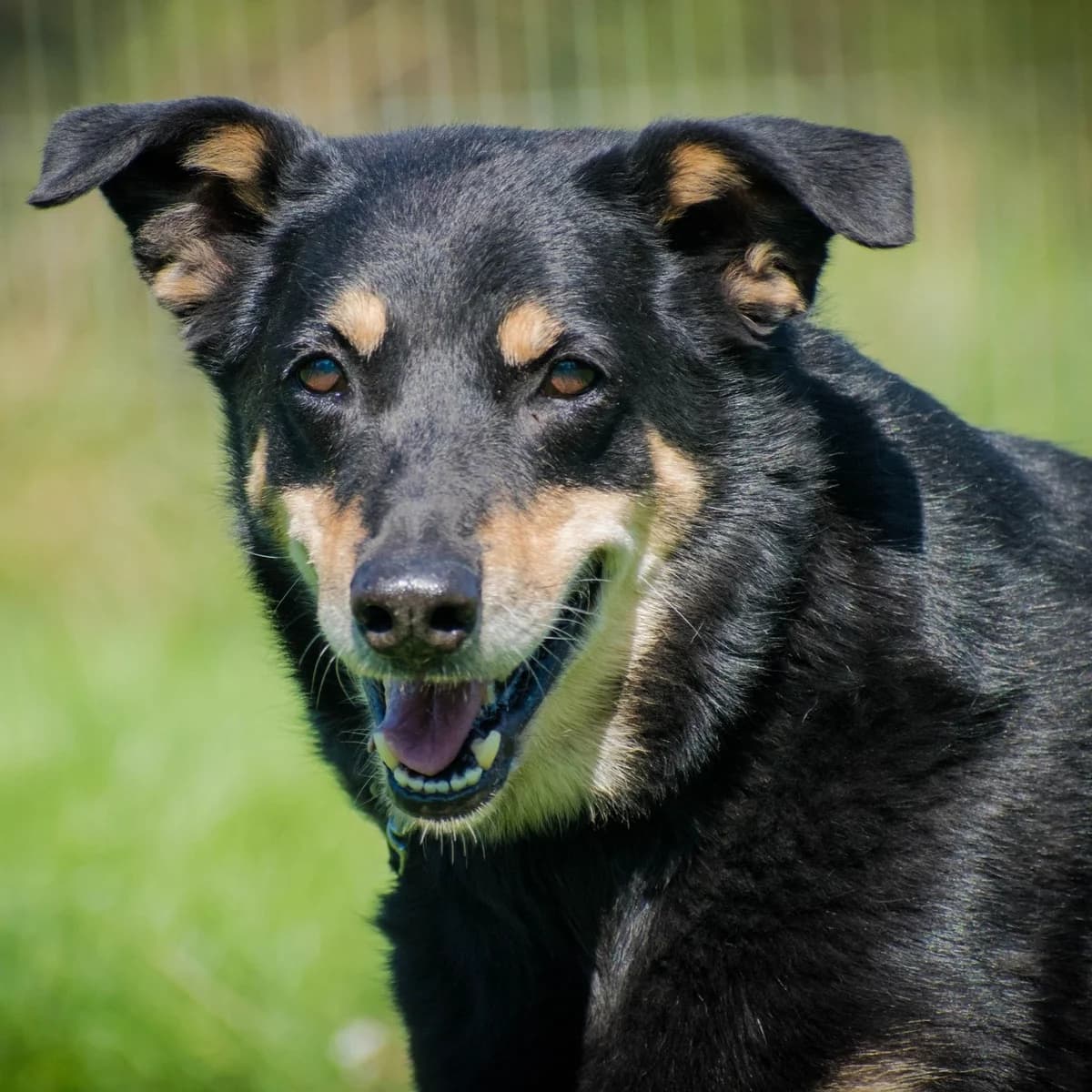 GARRIK, beżowy, czarny male mixed breed for adoption at OTOZ Animals — Schronisko w Tczewie