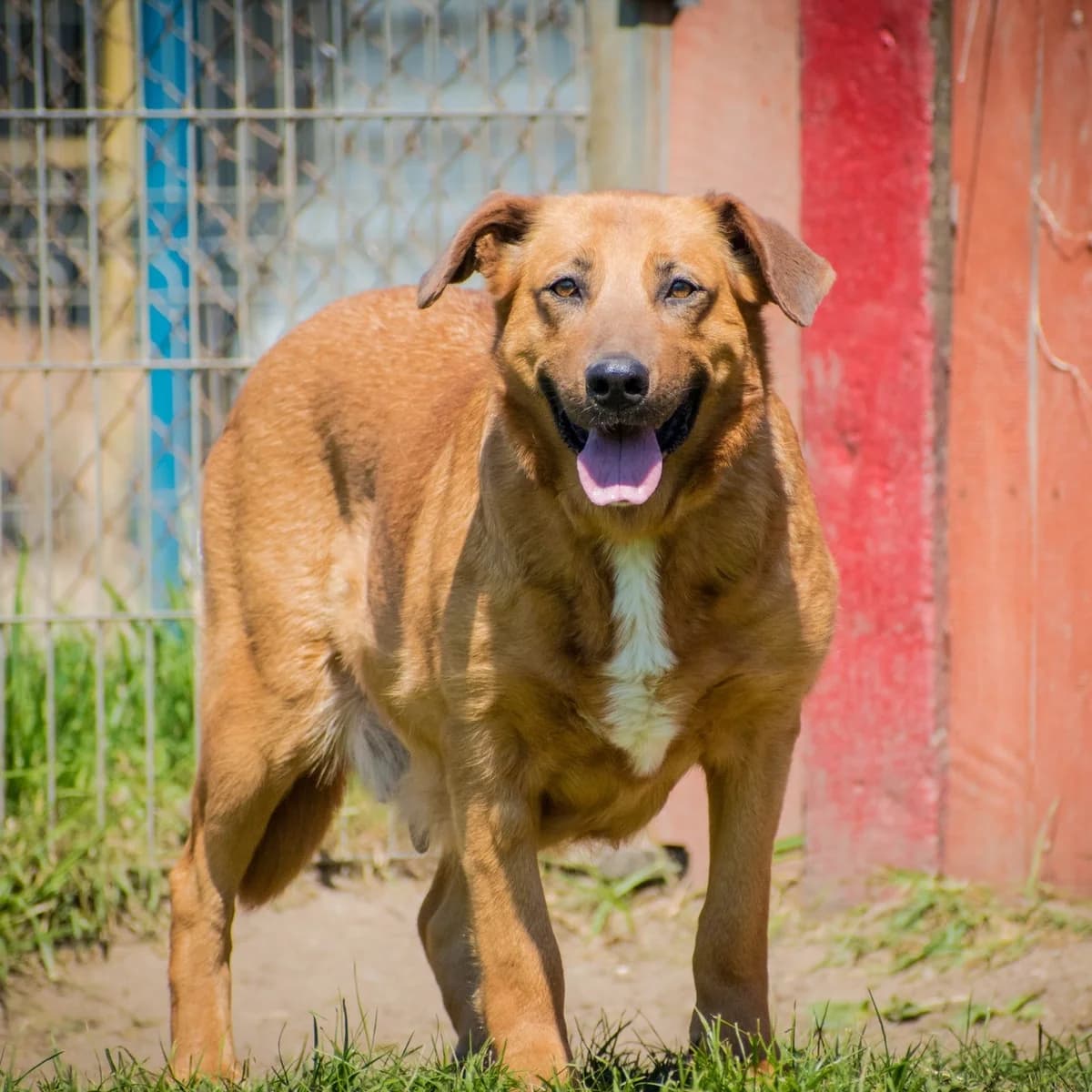 HEKSA, rudy female mixed breed for adoption at OTOZ Animals — Schronisko w Tczewie