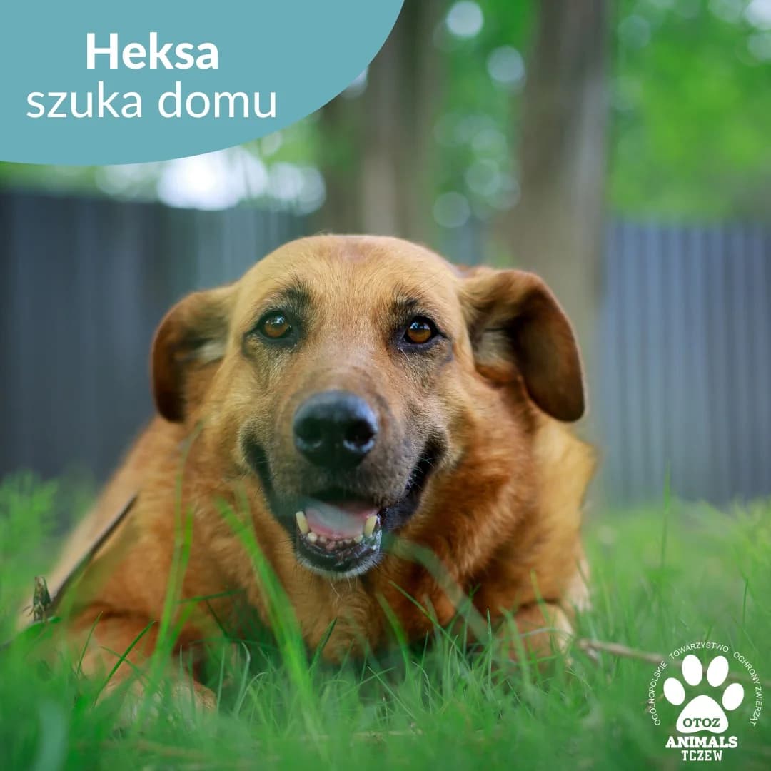 HEKSA, rudy female 5yo mixed breed for adoption at OTOZ Animals — Schronisko w Tczewie