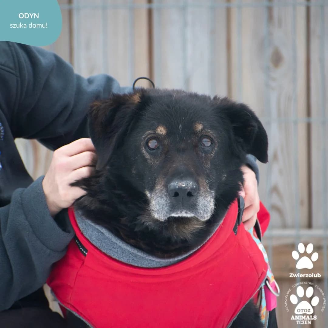 Odyn, czarny male senior mixed breed for adoption at OTOZ Animals — Schronisko w Tczewie