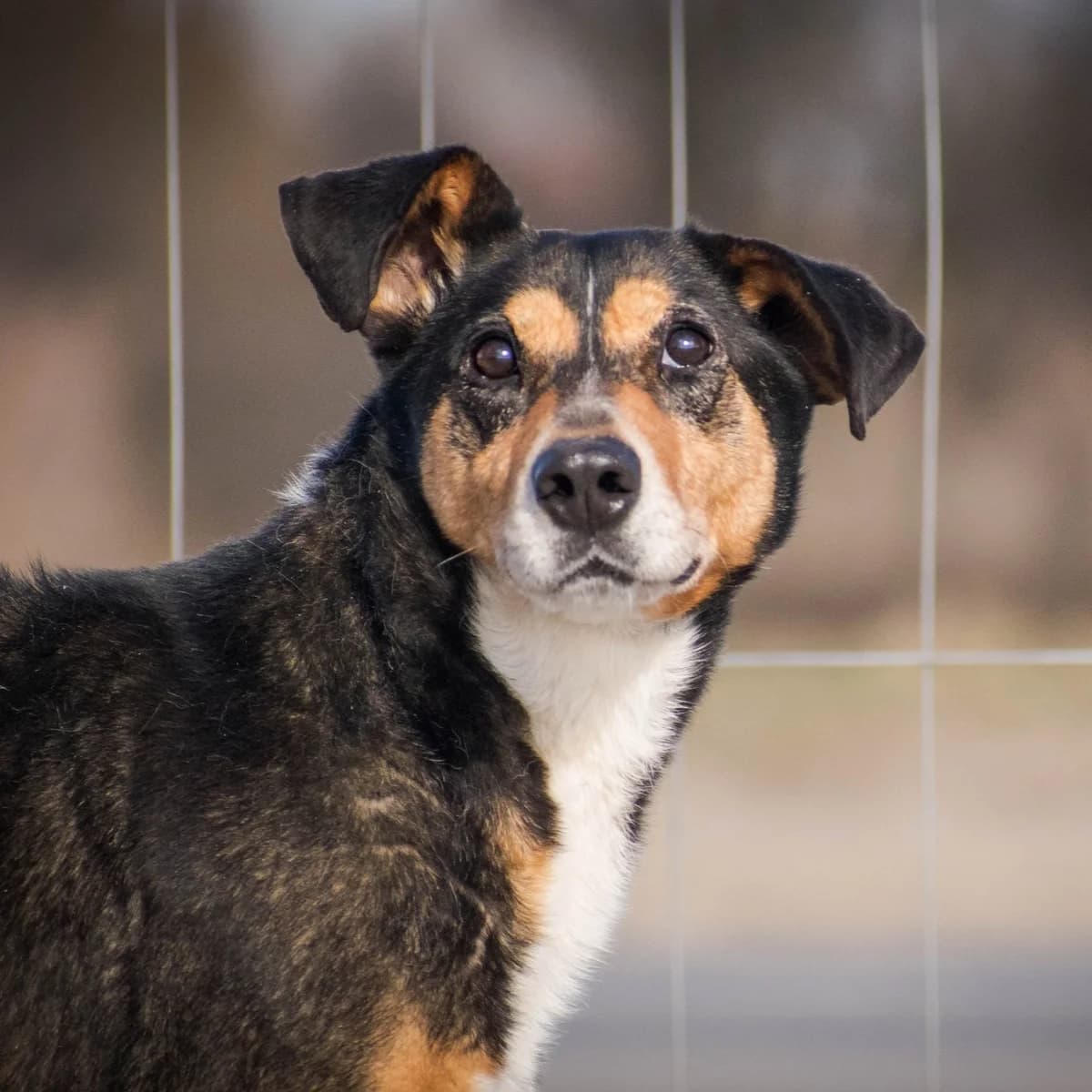HUMBAK, beżowy, biały, czarny male mixed breed for adoption at OTOZ Animals — Schronisko w Tczewie