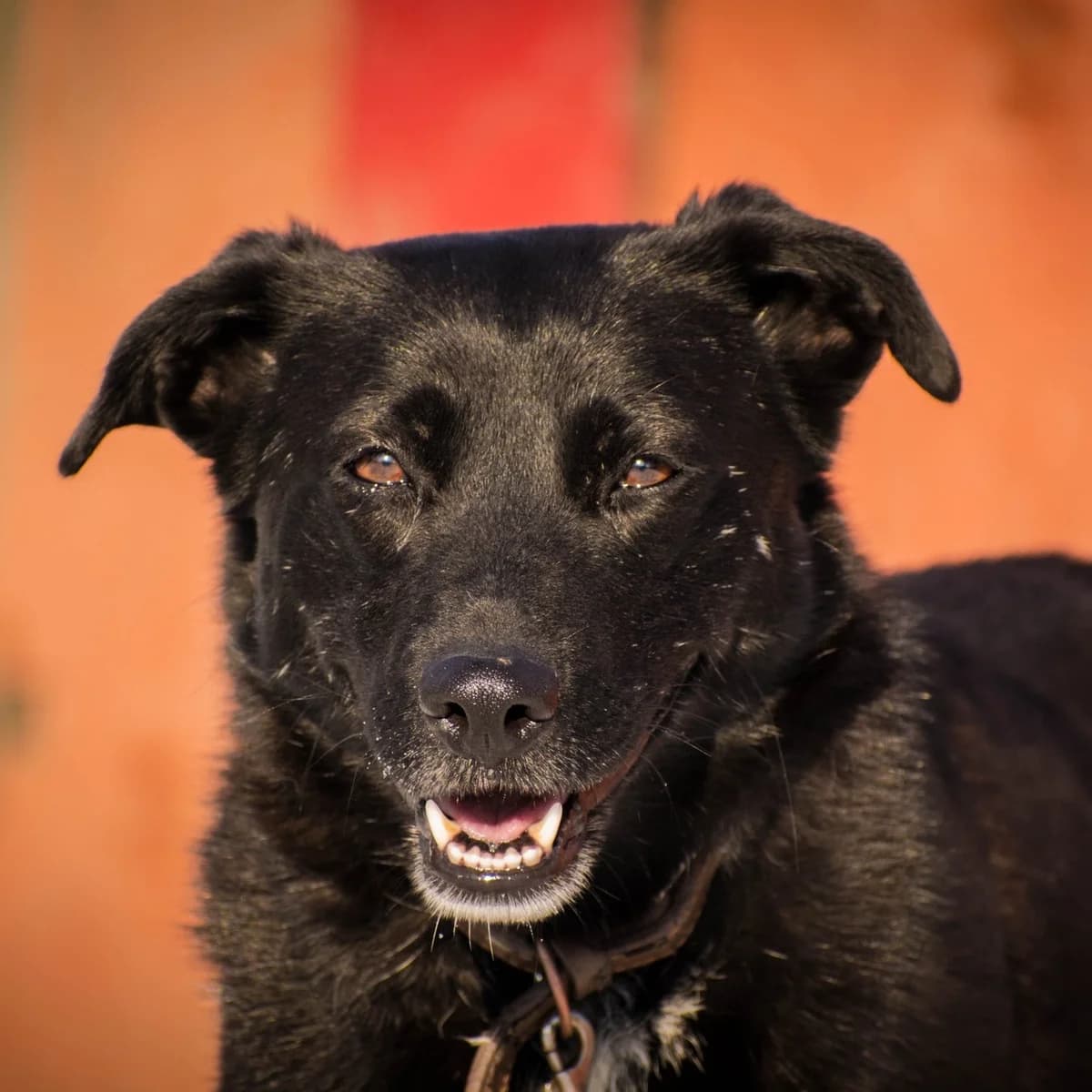 LORA, czarno-biały female mixed breed for adoption at OTOZ Animals — Schronisko w Tczewie
