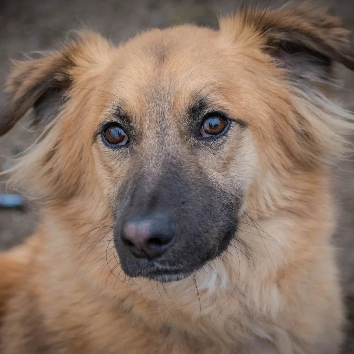 TEODOR, beżowy male mixed breed for adoption at OTOZ Animals — Schronisko w Tczewie