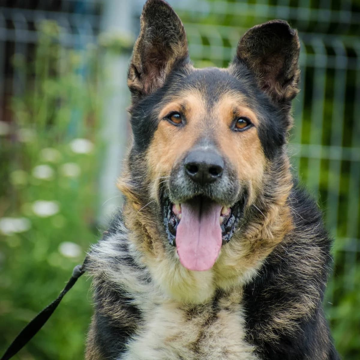 ALANEK, beżowy, czarny male 5yo German Shepherd for adoption at OTOZ Animals — Schronisko w Tczewie