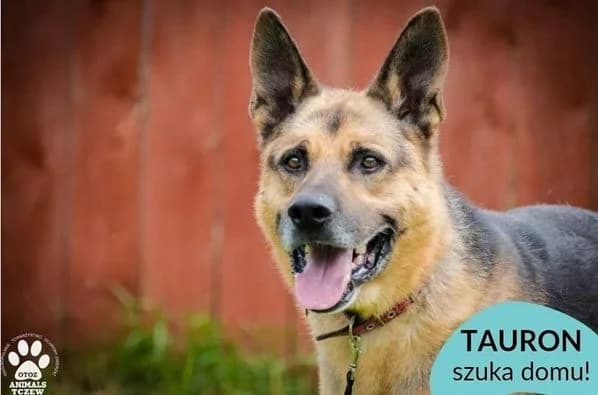 TAURON, male Mixed Breed for adoption at OTOZ Animals — Schronisko w Tczewie