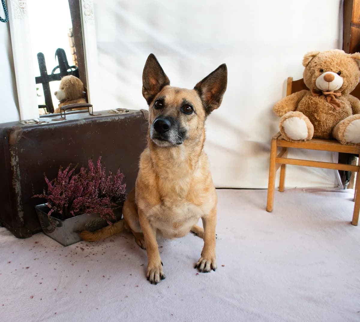 MANIA, female Mixed Breed for adoption at OTOZ Animals — Schronisko w Tczewie