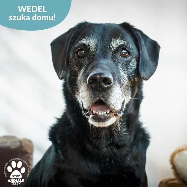 WEDEL, male Mixed Breed for adoption at OTOZ Animals — Schronisko w Tczewie