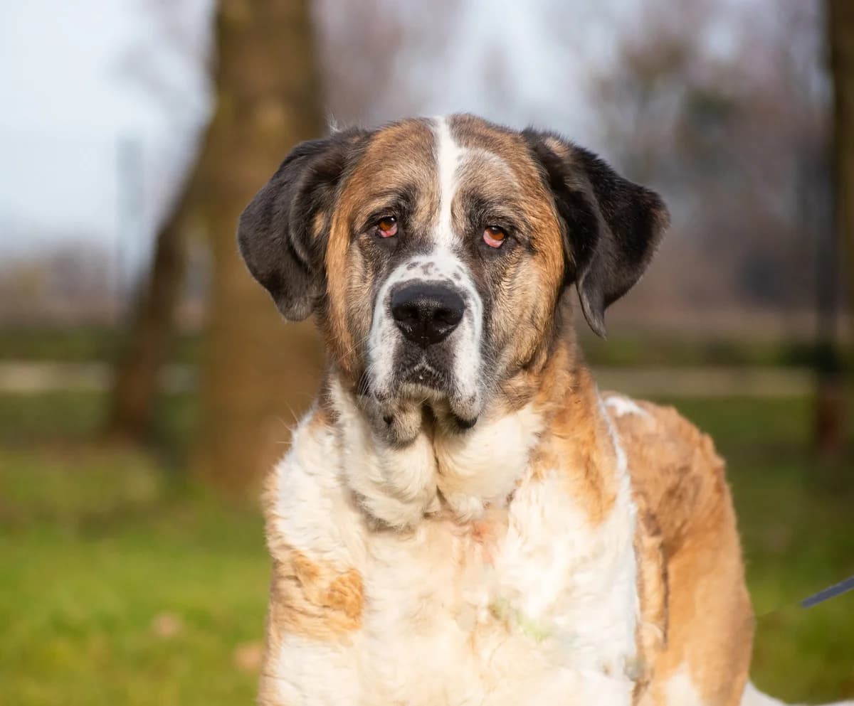 BLANKA, female Mixed Breed for adoption at OTOZ Animals — Schronisko w Tczewie