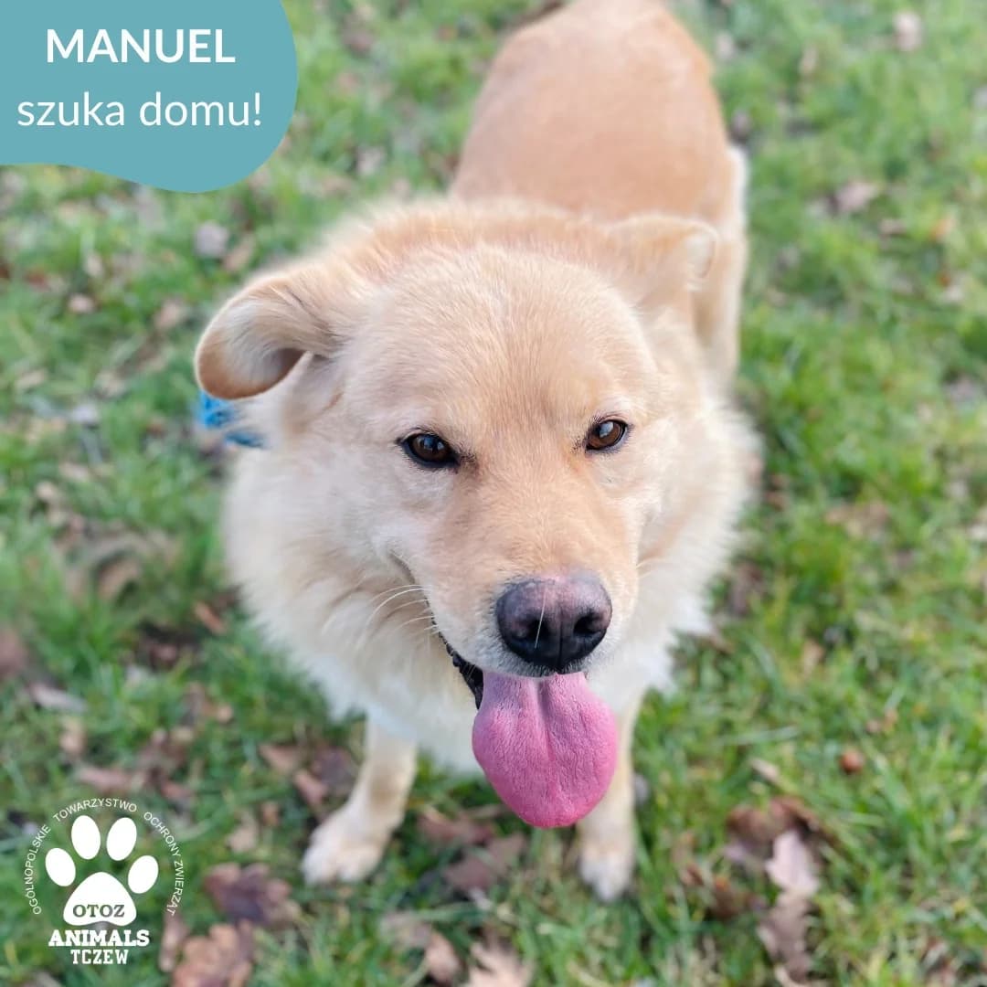 Manuel, beżowy male mixed breed for adoption at OTOZ Animals — Schronisko w Tczewie
