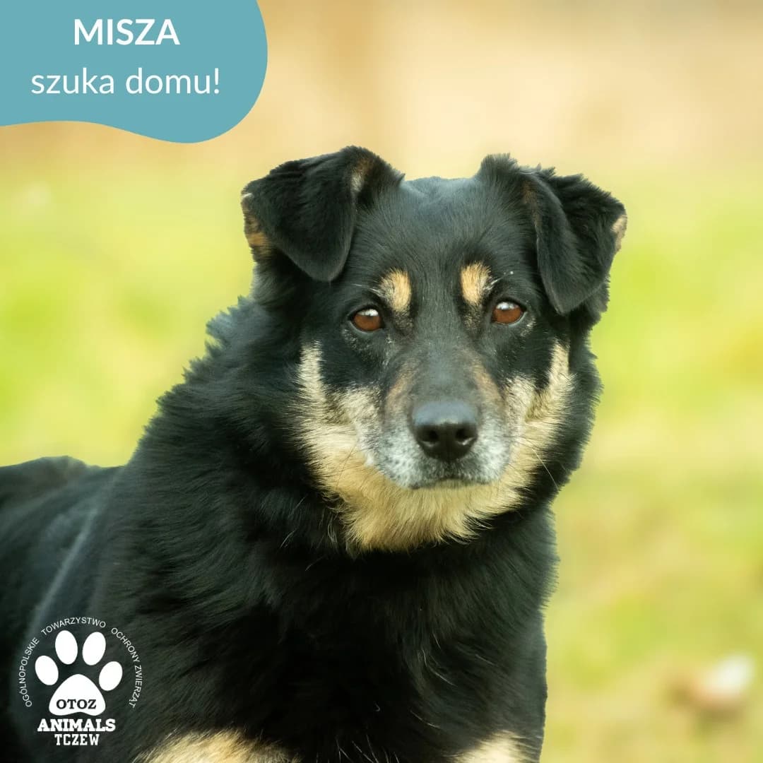 Misza, beżowy, czarny female 5yo mixed breed for adoption at OTOZ Animals — Schronisko w Tczewie