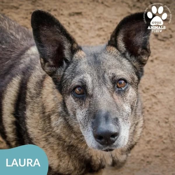 Laura, brązowy, czarny female mixed breed for adoption at OTOZ Animals — Schronisko w Tczewie