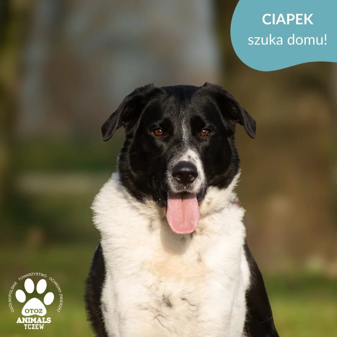 Ciapek, czarno-biały male mixed breed for adoption at OTOZ Animals — Schronisko w Tczewie