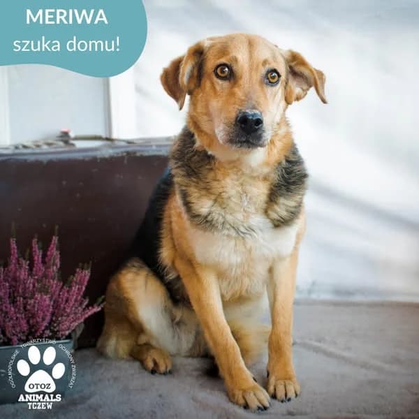 Meriwa, biały, brązowy, czarny female mixed breed for adoption at OTOZ Animals — Schronisko w Tczewie