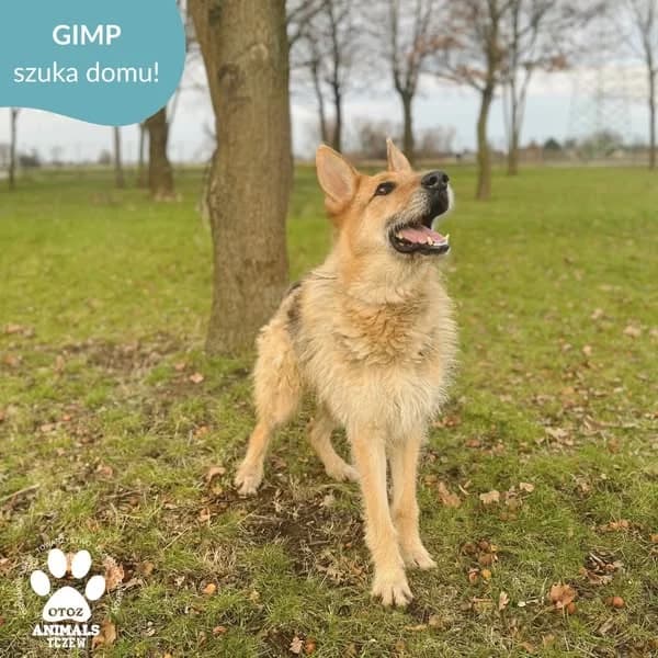 Gimp, beżowy male mixed breed for adoption at OTOZ Animals — Schronisko w Tczewie
