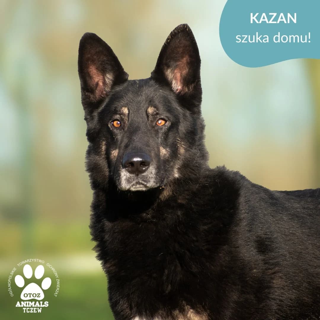 Kazan, czarny male German Shepherd for adoption at OTOZ Animals — Schronisko w Tczewie