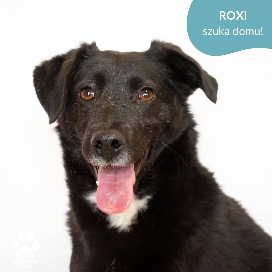 Roxi, biały, czarny female 5yo mixed breed for adoption at OTOZ Animals — Schronisko w Tczewie