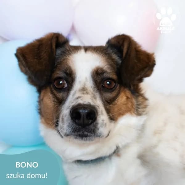Bono, biały, brązowy male 5yo mixed breed for adoption at OTOZ Animals — Schronisko w Tczewie
