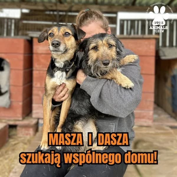 MASZA I DASZA, female 5yo Mixed Breed for adoption at OTOZ Animals — Schronisko w Tczewie