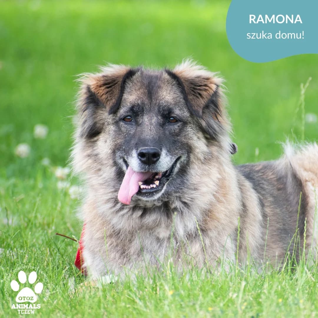 Ramona, beżowy, szary female senior mixed breed for adoption at OTOZ Animals — Schronisko w Tczewie