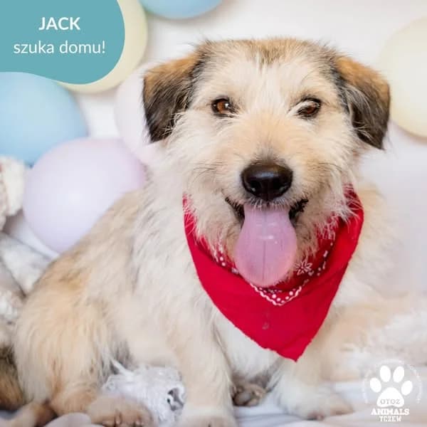 Jack, beżowy, biały male 5yo Jack Russell Terrier for adoption at OTOZ Animals — Schronisko w Tczewie