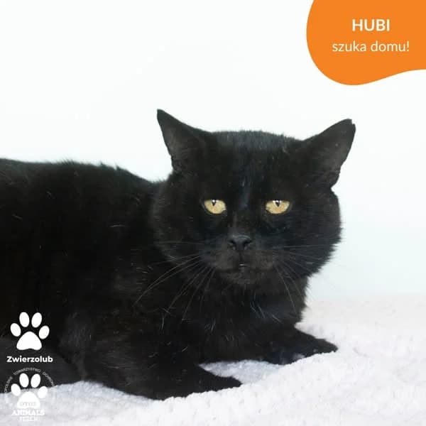 HUBI, male Mixed Breed for adoption at OTOZ Animals — Schronisko w Tczewie