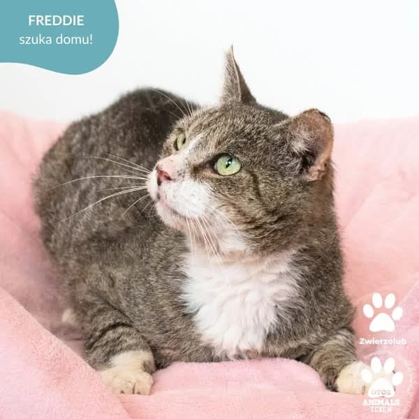 FREDDIE, male Mixed Breed for adoption at OTOZ Animals — Schronisko w Tczewie