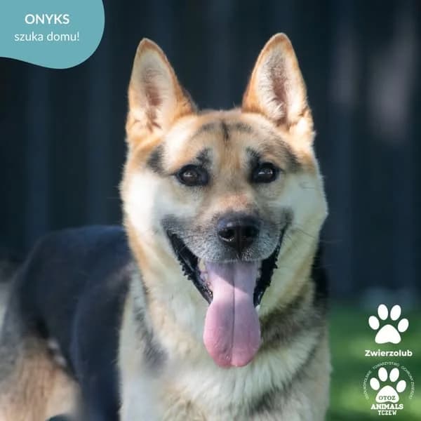 ONYKS, male 5yo Mixed Breed for adoption at OTOZ Animals — Schronisko w Tczewie