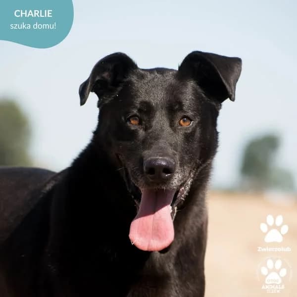 CHARLIE, male senior Mixed Breed for adoption at OTOZ Animals — Schronisko w Tczewie
