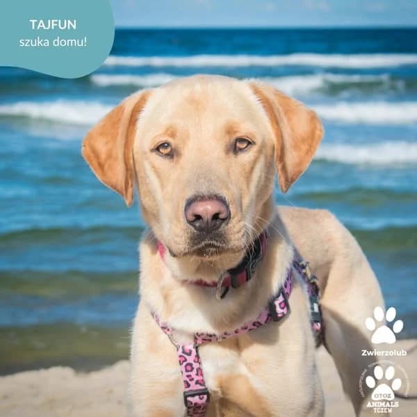 Tajfun, male young Mixed Breed for adoption at OTOZ Animals — Schronisko w Tczewie