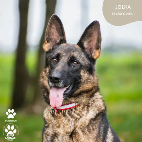 JOLKA, female German Shepherd for adoption at OTOZ Animals — Schronisko w Tczewie