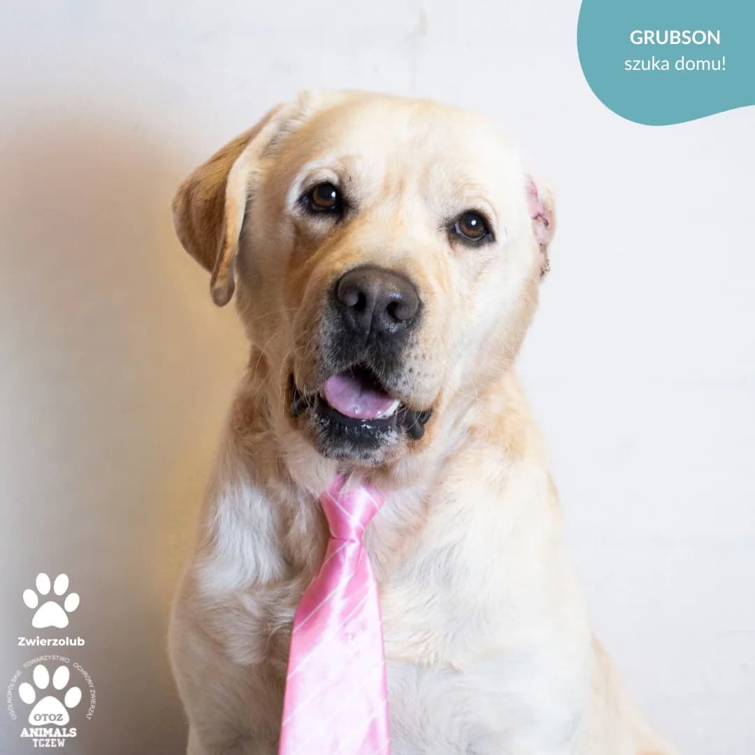 Grubson, beżowy male Labrador Retriever for adoption at OTOZ Animals — Schronisko w Tczewie