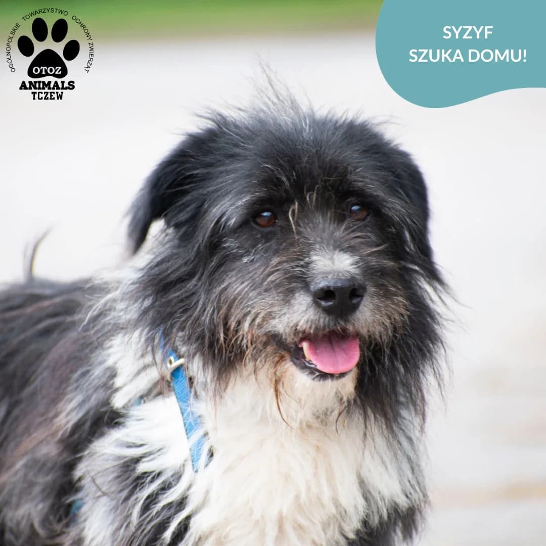 Syzyf, biały, szary male 5yo mixed breed for adoption at OTOZ Animals — Schronisko w Tczewie