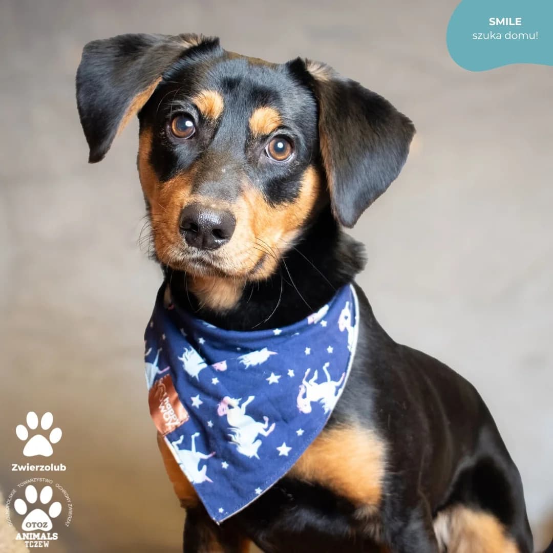 Smile, brązowy, czarny male 5yo mixed breed for adoption at OTOZ Animals — Schronisko w Tczewie