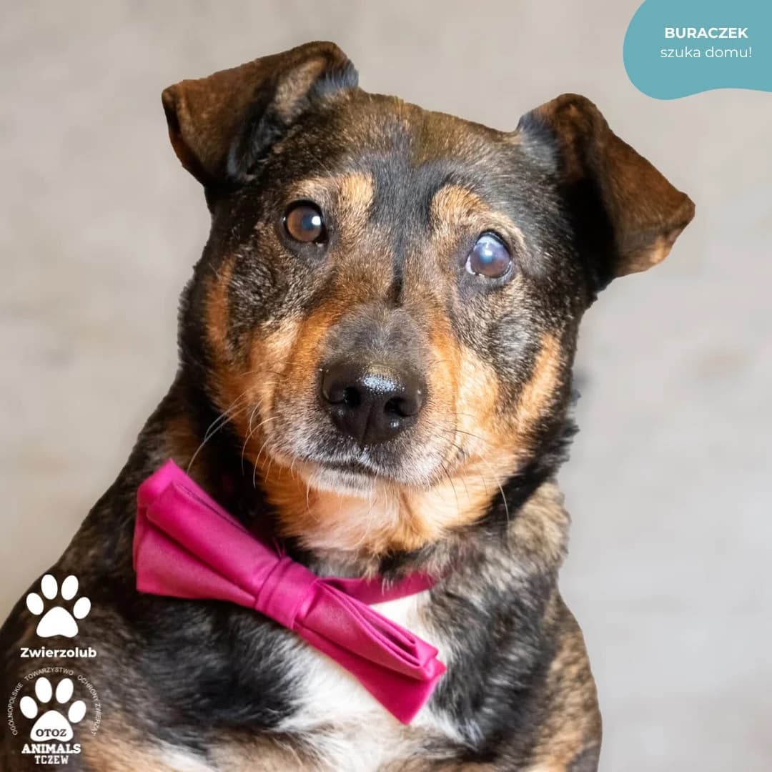 Buraczek, biały, brązowy, czarny male senior mixed breed for adoption at OTOZ Animals — Schronisko w Tczewie