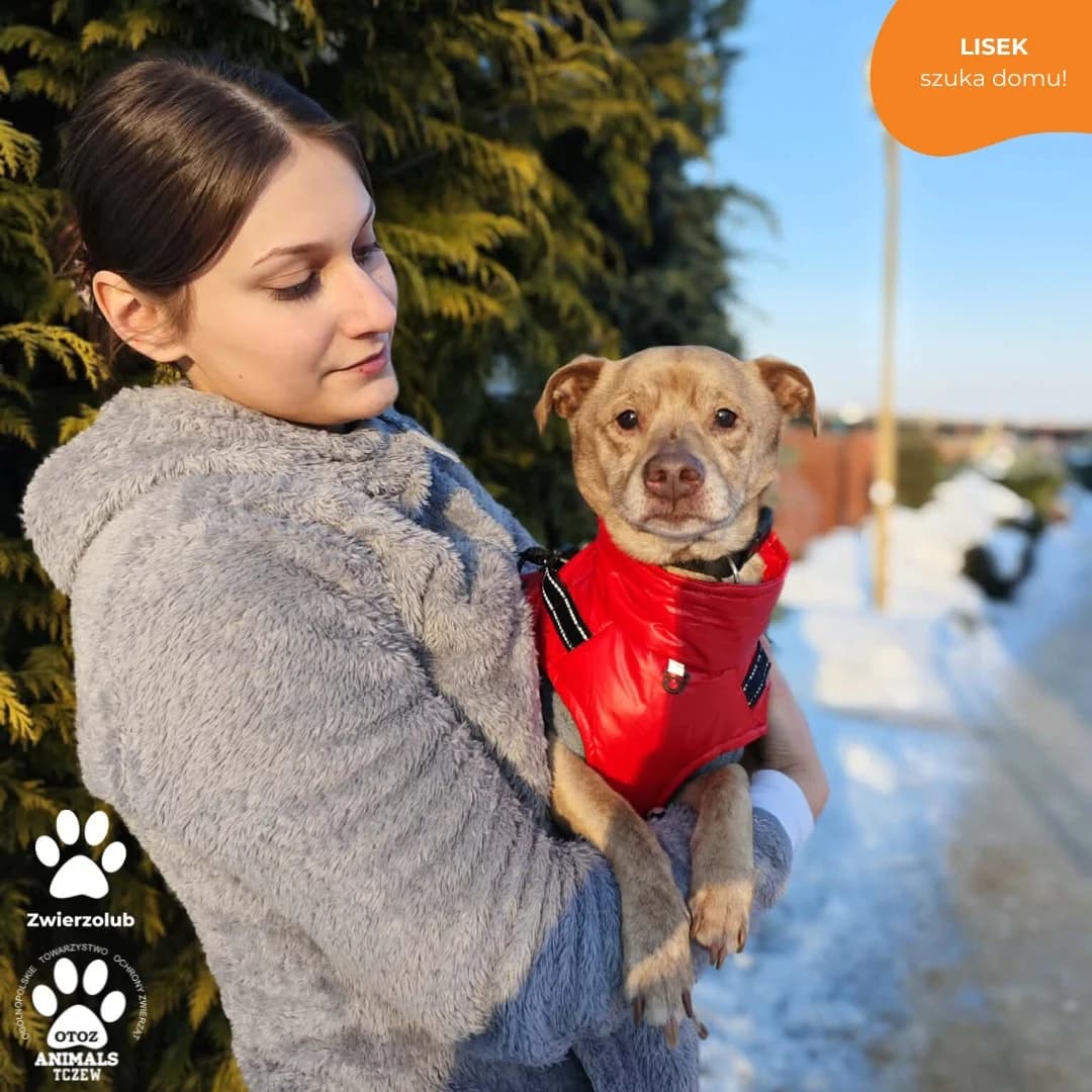 Lisek, beżowy male senior mixed breed for adoption at OTOZ Animals — Schronisko w Tczewie