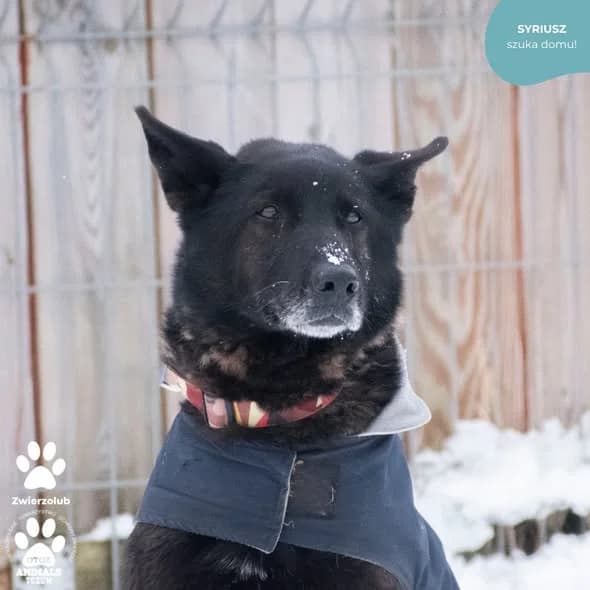Syriusz, czarny male 5yo mixed breed for adoption at OTOZ Animals — Schronisko w Tczewie