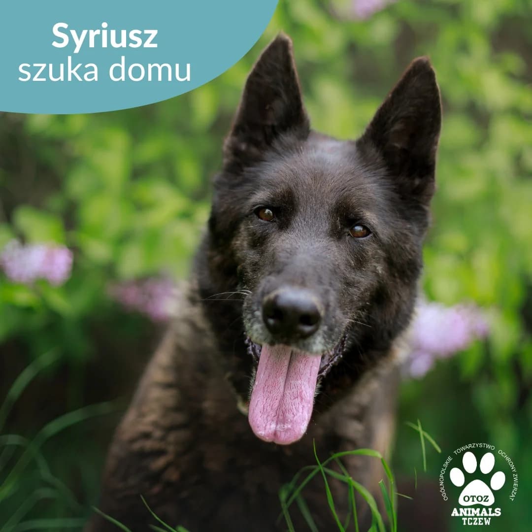 Syriusz, czarny male 5yo mixed breed for adoption at OTOZ Animals — Schronisko w Tczewie