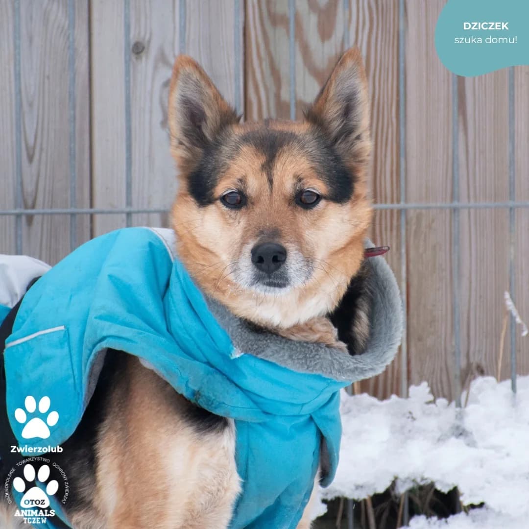 Dziczek, beżowy, brązowy male 5yo mixed breed for adoption at OTOZ Animals — Schronisko w Tczewie