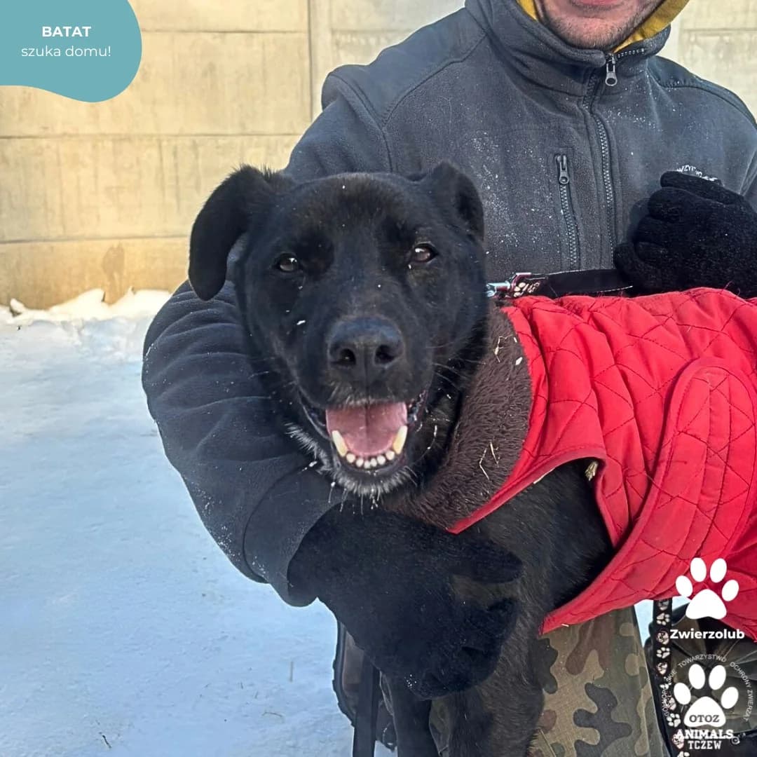 Batat, czarny male 5yo mixed breed for adoption at OTOZ Animals — Schronisko w Tczewie