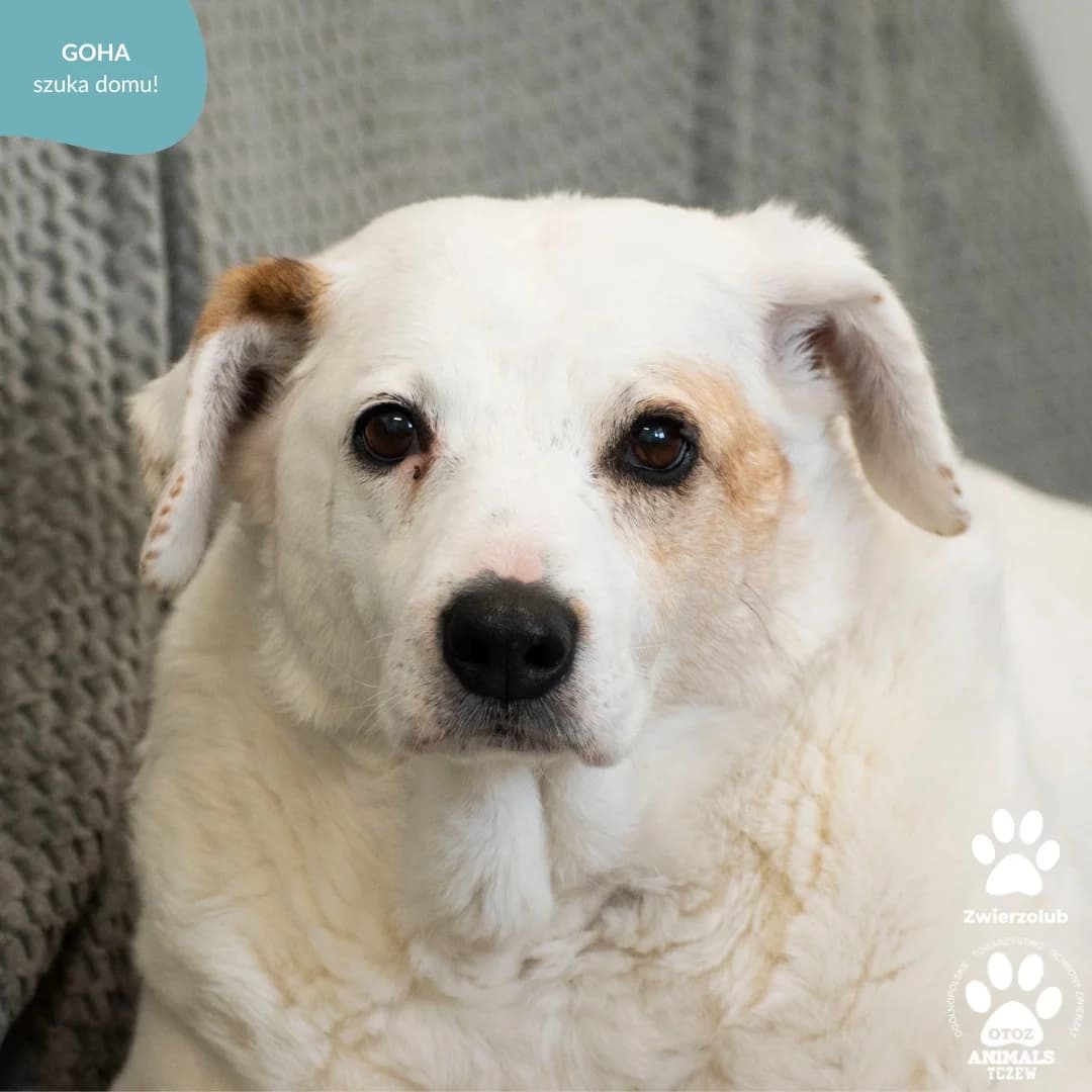Goha, biały female senior mixed breed for adoption at OTOZ Animals — Schronisko w Tczewie