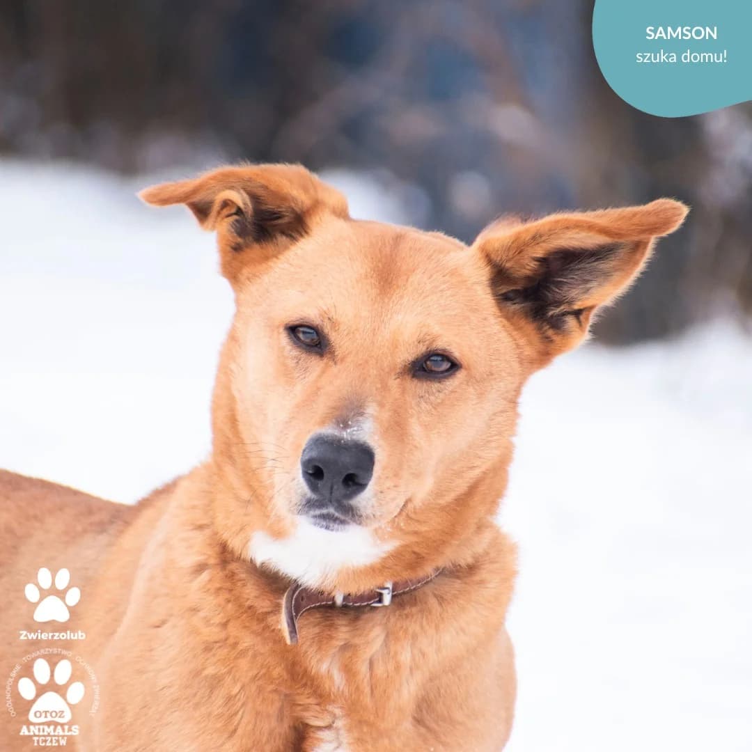Samson, rudy male 5yo mixed breed for adoption at OTOZ Animals — Schronisko w Tczewie