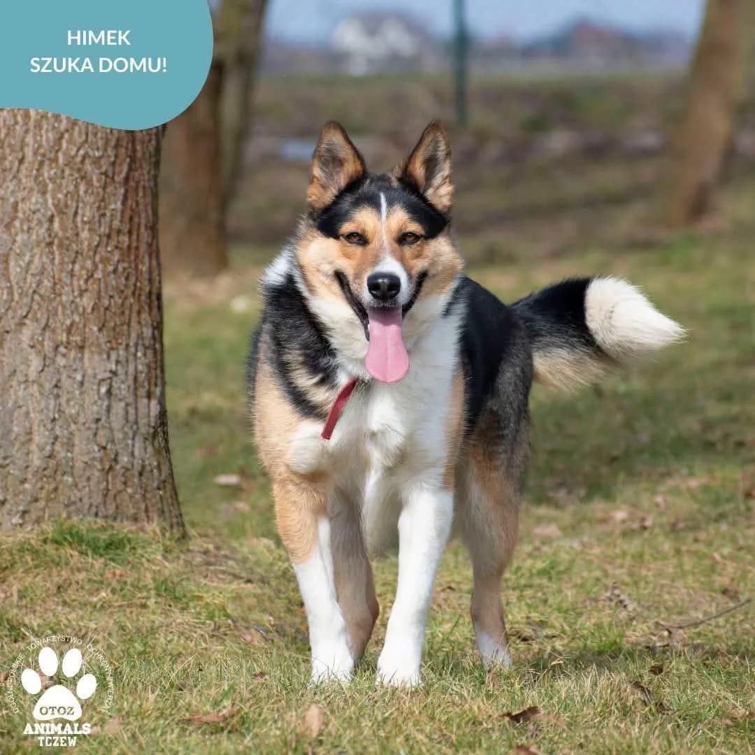 Himek, beżowy, biały, czarny male 5yo mixed breed for adoption at OTOZ Animals — Schronisko w Tczewie