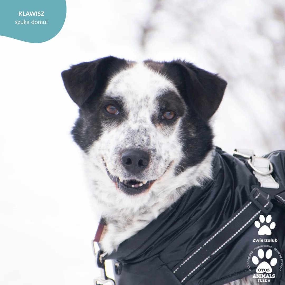 Klawisz, biały, czarny male senior mixed breed for adoption at OTOZ Animals — Schronisko w Tczewie