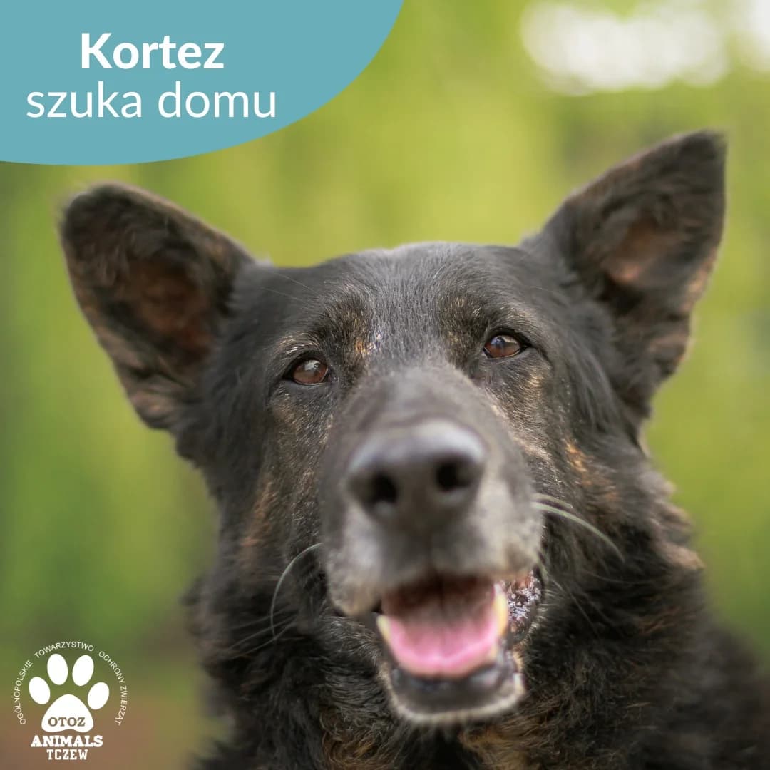 Kortez, brązowy, czarny male senior mixed breed for adoption at OTOZ Animals — Schronisko w Tczewie