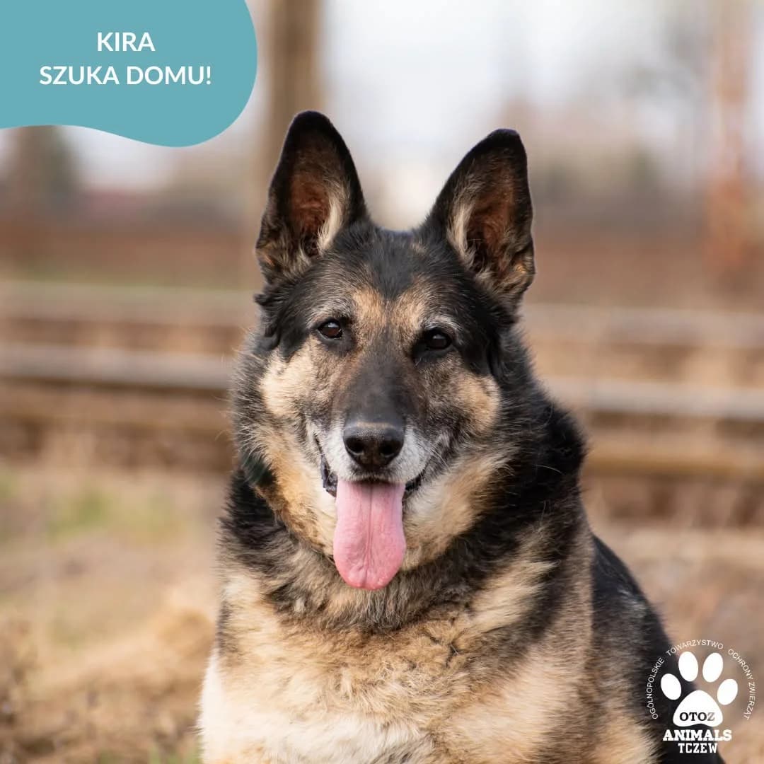 Kira, beżowy, brązowy, czarny female senior mixed breed for adoption at OTOZ Animals — Schronisko w Tczewie