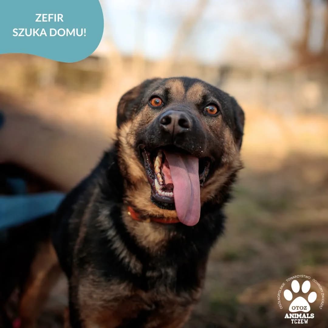 Zefir, beżowy, czarny male 5yo mixed breed for adoption at OTOZ Animals — Schronisko w Tczewie