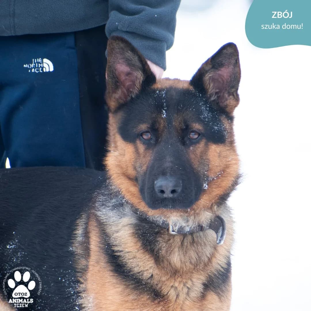 Zbój, brązowy, czarny male German Shepherd for adoption at OTOZ Animals — Schronisko w Tczewie
