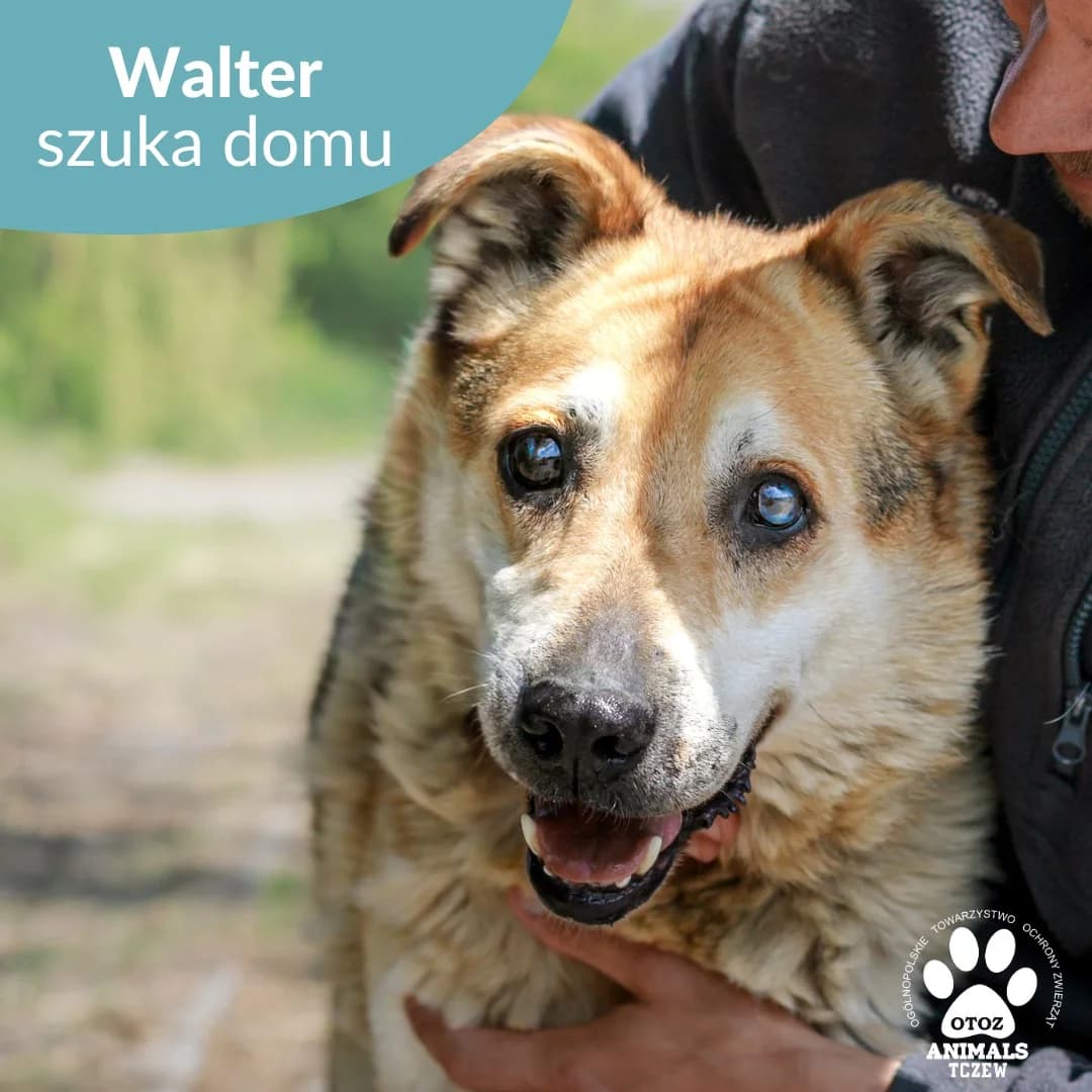 Walter, beżowy, biały male senior mixed breed for adoption at OTOZ Animals — Schronisko w Tczewie